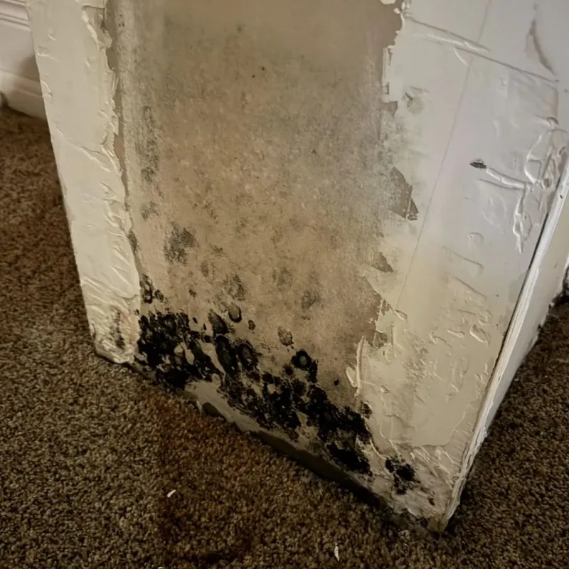 Professional Mold Removal in Manning, ND
